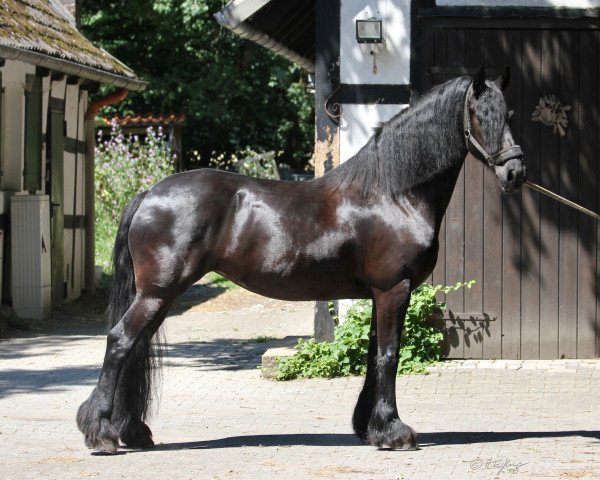Zuchtstute Kania Z (Friese, 2010, von Remon v/d Veldstraat)