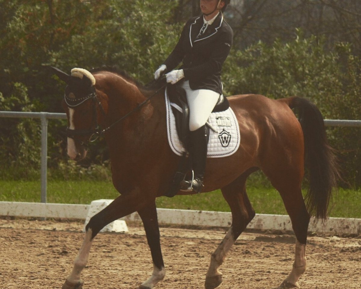 dressage horse Chrispalino (Westphalian, 2007, from Cristallo I)