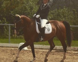 dressage horse Chrispalino (Westphalian, 2007, from Cristallo I)