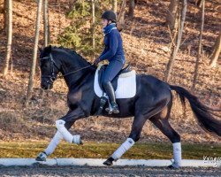dressage horse Moarhof´s Mr Monk (Hanoverian, 2016, from Métall)