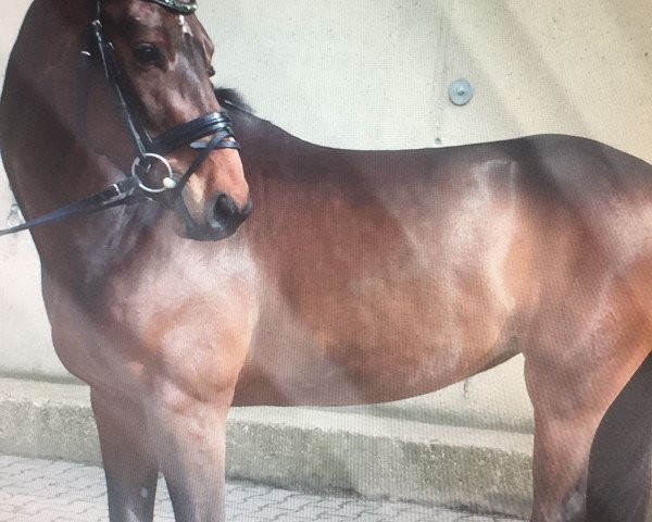 horse Stute von A la Carte NRW / Landino (Westphalian, 2012, from A La Carte NRW)