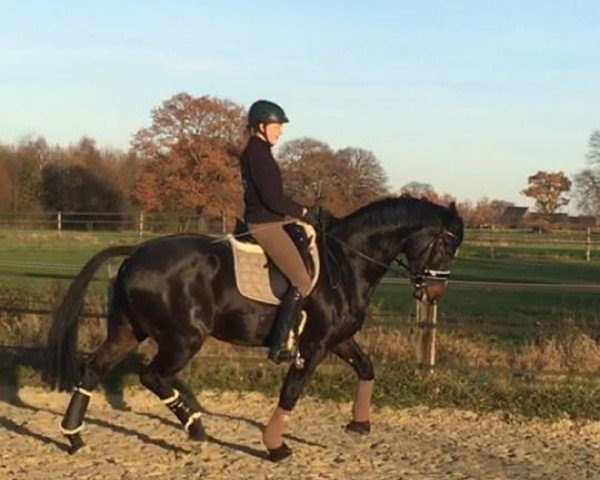 dressage horse Cover of Graceland M (Westphalian, 2011, from Contendro I)
