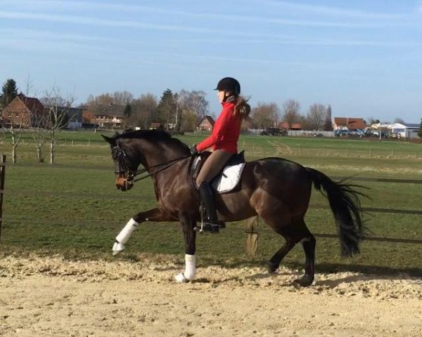 dressage horse Wolkenkind M (Westphalian, 2006, from Wolkenstein II)