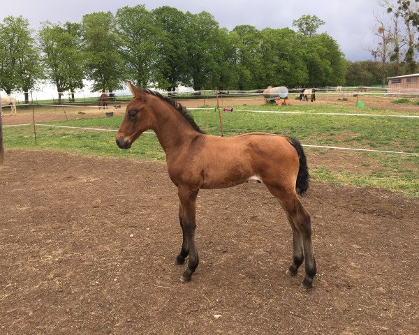 Pferd Cavas Henry (Deutsches Sportpferd, 2019, von Cava Nevada)