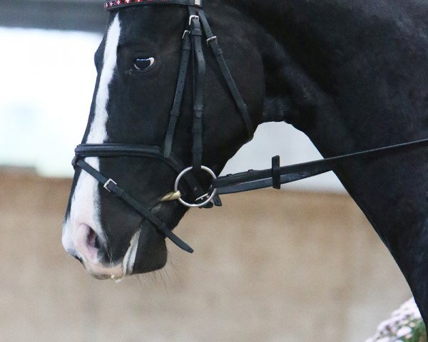 Dressurpferd Showtime Rr CH (Schweizer Warmblut, 2008, von Sancisco) Dressurpferd Showtime Rr CH (Schweizer Warmblut, 2008, von Sancisco)