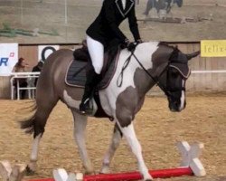 jumper Wyso Joliot (Hucul, 1999, from Unbekannt Pony)
