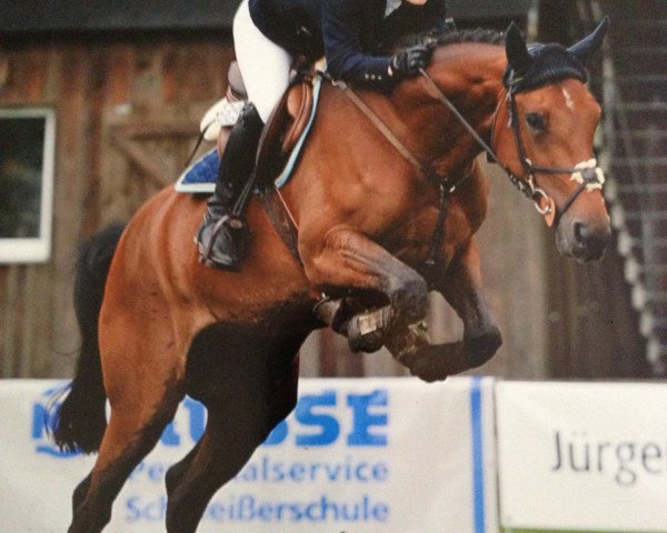 jumper Cola Corn (Oldenburg, 2010, from Cador 5)