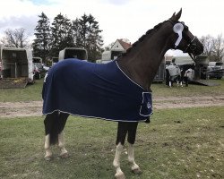 dressage horse Lütte Lotta (Hanoverian, 2015, from Livaldon)