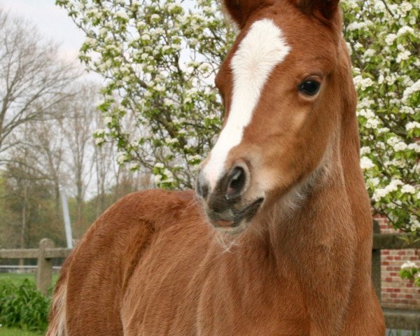 horse Sommerfeuer (German Riding Pony, 2019, from Dance Star AT NRW)