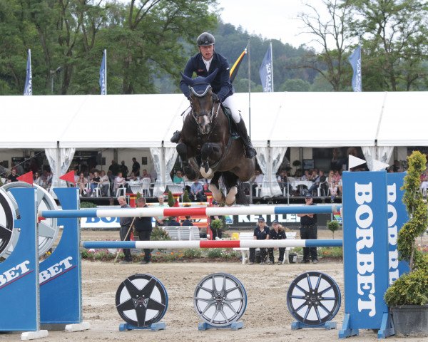 Springpferd Landano OLD (Oldenburger, 2009, von Lord Pezi)