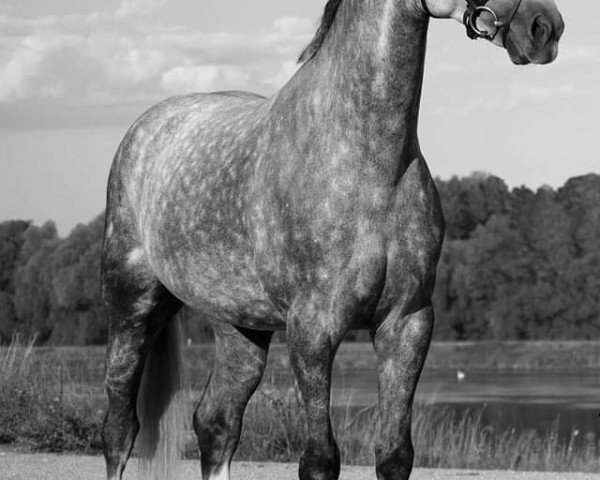 jumper Mr. Bean H (Württemberger, 2008, from Monsum) jumper Mr. Bean H (Württemberger, 2008, from Monsum)