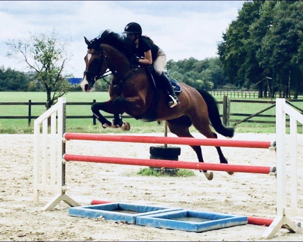 broodmare Sunrise 138 (Hanoverian, 2007, from Salito)