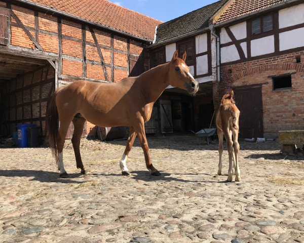 broodmare Amazing Diamira (Hanoverian, 2011, from Alabaster)