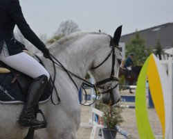 jumper Vangelis des Pres CH verkauft! (Swiss Warmblood, 2010, from Verdi)