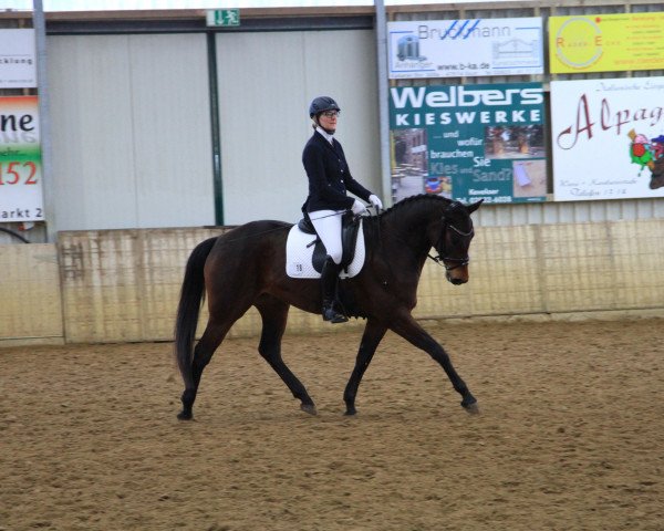 dressage horse Tilda 9 (Trakehner, 2013, from Hibiskus)