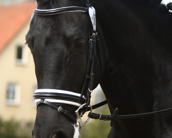 dressage horse Gulliver (Friese, 2010, from Jorn)