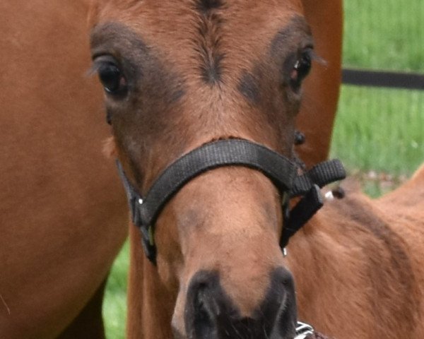 horse Adeliya S (Oldenburg, 2019, from Dante’s Jr.)