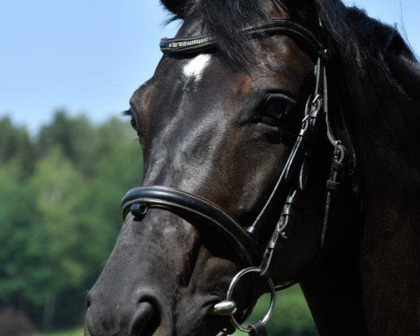 dressage horse Daryl Dixon (Oldenburg, 2011, from Diamo Gold)