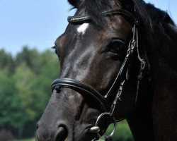 dressage horse Daryl Dixon (Oldenburg, 2011, from Diamo Gold)