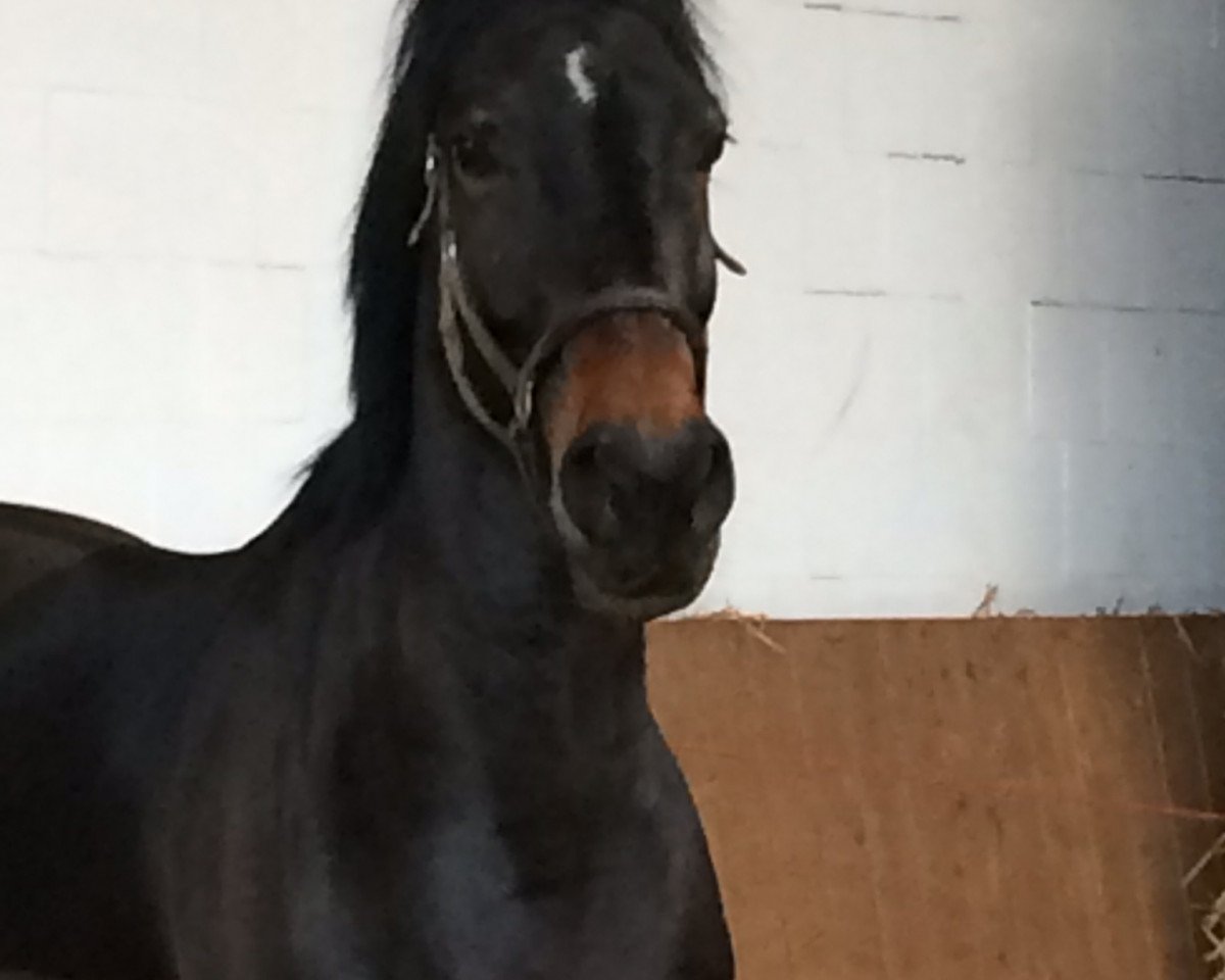 Cavallo Blickfang (Trakehner, 2010, di Elfado)
