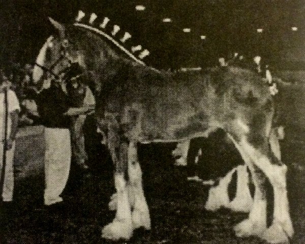 Zuchtstute Springhollow's Elegant Contessa (Clydesdale, 2002, von Green Leaf Prestige)