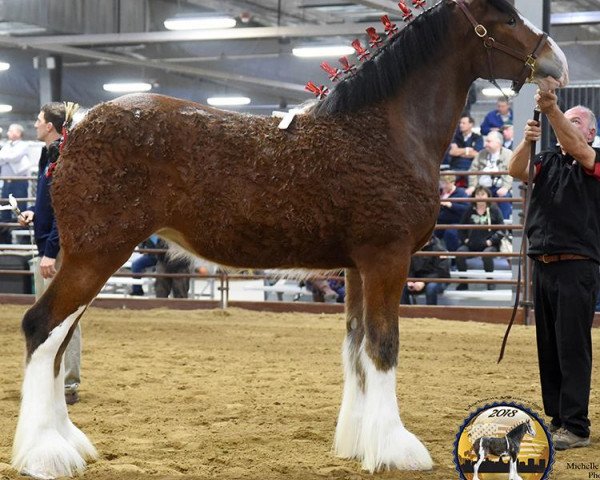broodmare Anderson's Gabrielle (Clydesdale, 2017, from Willow Way Kelso)