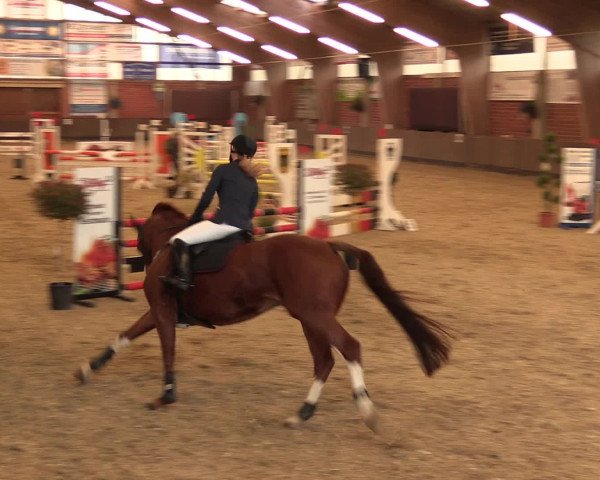 Reineberger Reittage 2016