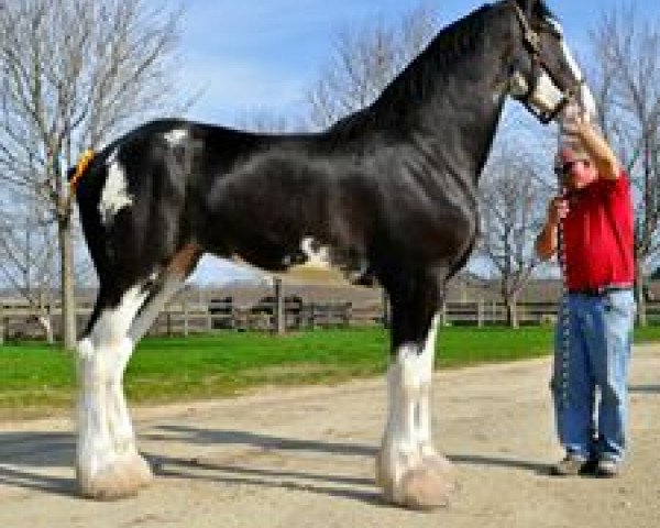 broodmare Blackgate Lorna Doone (Clydesdale, 2011, from Armageddon's Lord Lazarus) broodmare Blackgate Lorna Doone (Clydesdale, 2011, from Armageddon's Lord Lazarus)
