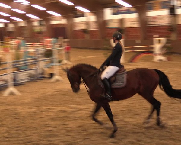 Reineberger Reittage 2016