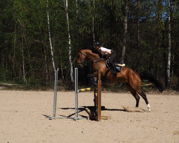 broodmare Askina 5 (Oldenburg, 2011, from Askido)
