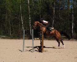 broodmare Askina 5 (Oldenburg, 2011, from Askido)