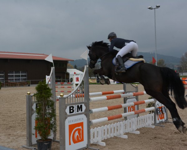 Zuchtstute Chenoa Awr CH (Schweizer Warmblut, 2011, von Cantoblanco)