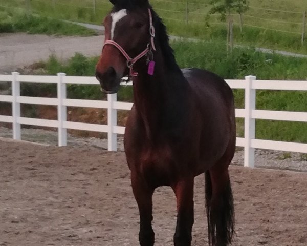 jumper Dakabi K.b. (Oldenburg, 2013, from Don Diamond)