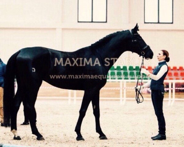 stallion Prohor (Russian Trakehner, 2008, from Hemfris)