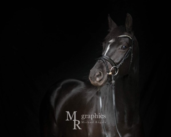 broodmare Chance de la Vie v.Worrenberg, verkauft (Swiss Warmblood, 2012, from Christ)