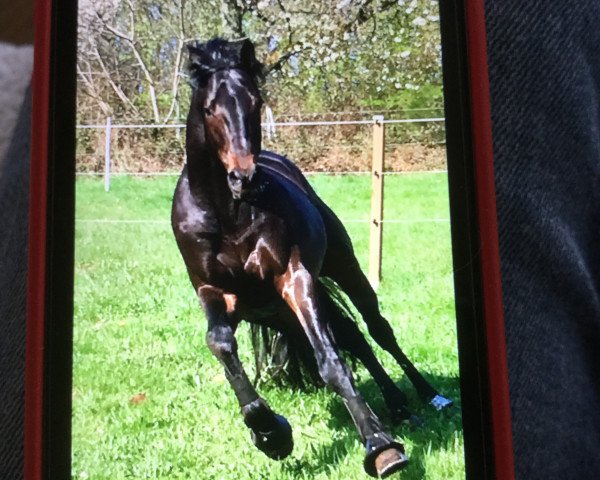 jumper Lüttje's Lambada (Thoroughbred, 2015, from Russian Tango xx)