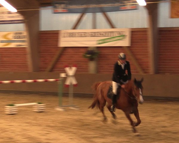 Reineberger Reittage 2016