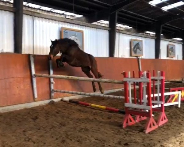horse Lancelot (Holsteiner, 2016, from Lauck's Locke)