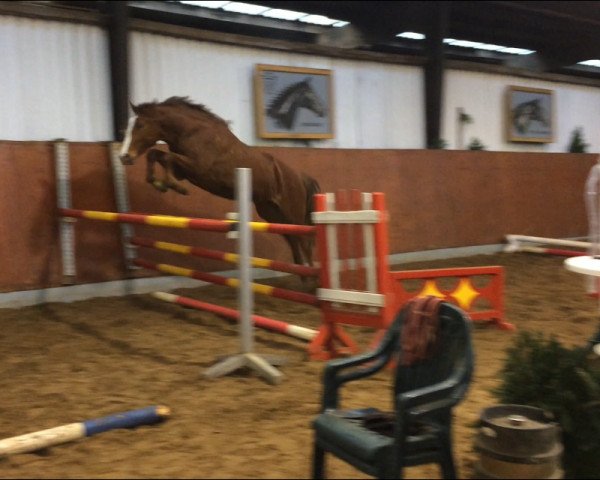 Pferd Josephine (Holsteiner, 2016, von Quick Fire)