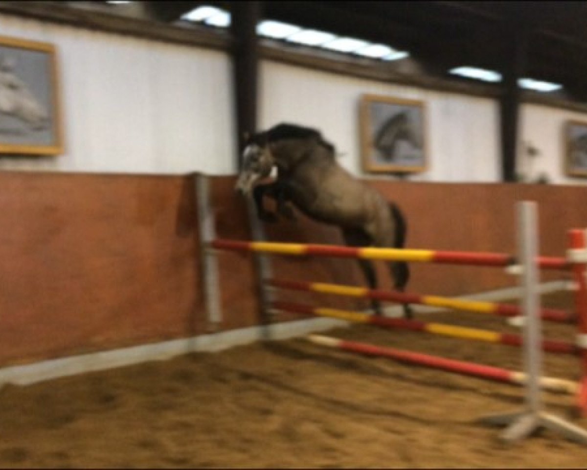 broodmare Johanna (Holsteiner, 2016, from Quiwi Dream)