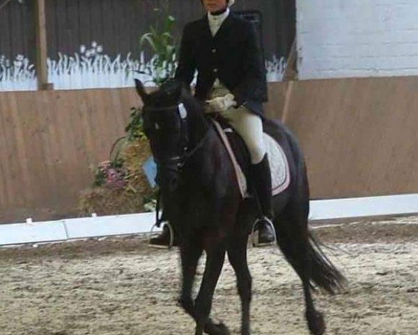 horse Lukas 1069 (German Riding Pony, 2007) horse Lukas 1069 (German Riding Pony, 2007)