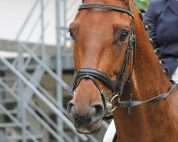 dressage horse Lanthanos (Hanoverian, 2007, from Lemon Park)