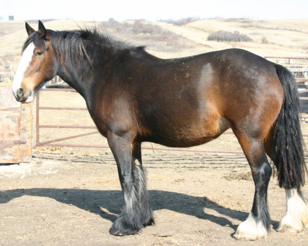 Zuchtstute Amethyst Brandy (Clydesdale, 2005, von D-Jay's Robi) Zuchtstute Amethyst Brandy (Clydesdale, 2005, von D-Jay's Robi)
