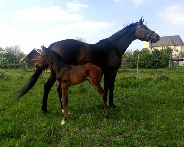 Zuchtstute Irish Diva (Österreichisches Warmblut, 2019, von Diamond First)