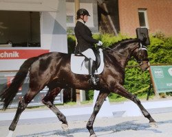 dressage horse Nea's La Bonita (Oldenburg, 2009, from Licotus)