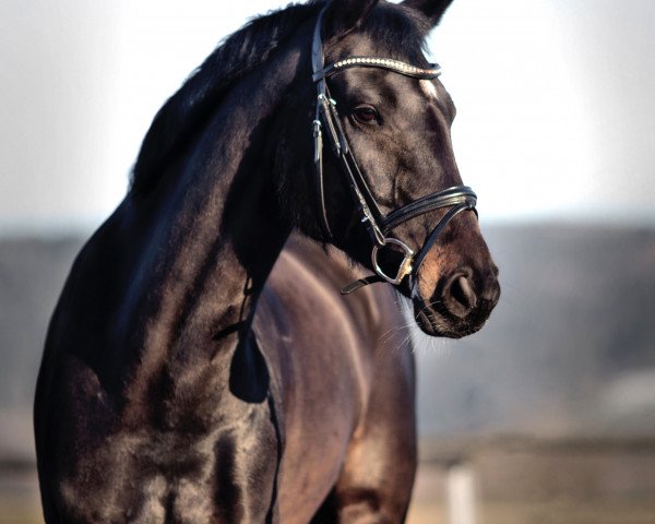 horse Enya 79 (Bavarian, 2012, from Feedback 16)