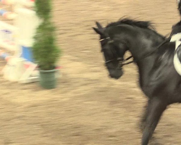 Springturnier Hövelhof 2016
