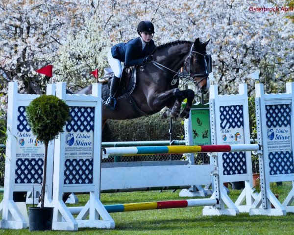 jumper Highliner (KWPN (Royal Dutch Sporthorse), 2014, from Dakar VDL)