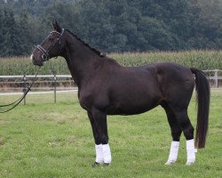 Dressurpferd Lennox 102 (Oldenburger, 1995, von Levantos I)