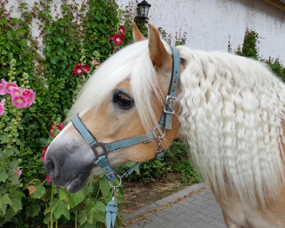 horse Steff (0,39% ox) (Haflinger, 2004, from Strobl (0,78% ox))